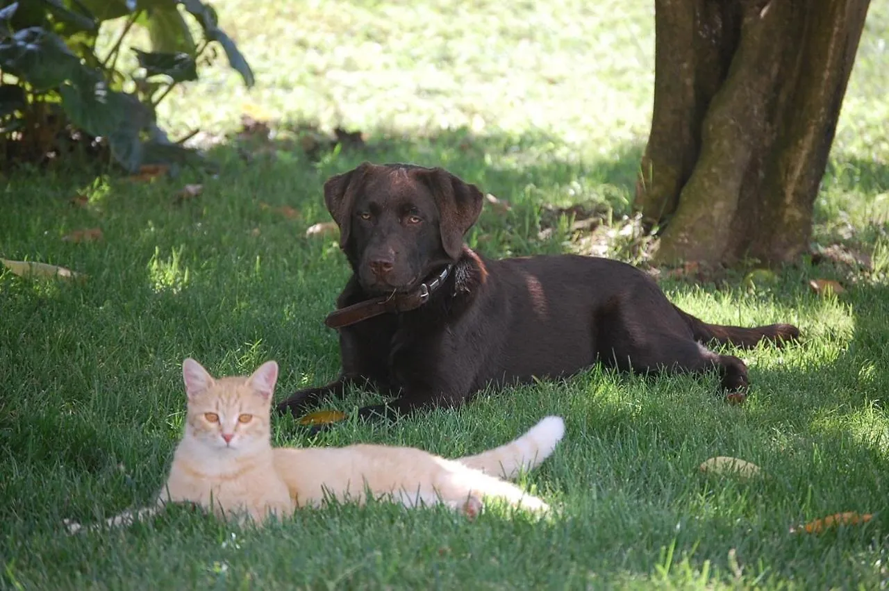Landhuis Olimagio Farm Stay With Animals And 25M Pool, Beach At Cycling Distance Pietrasanta