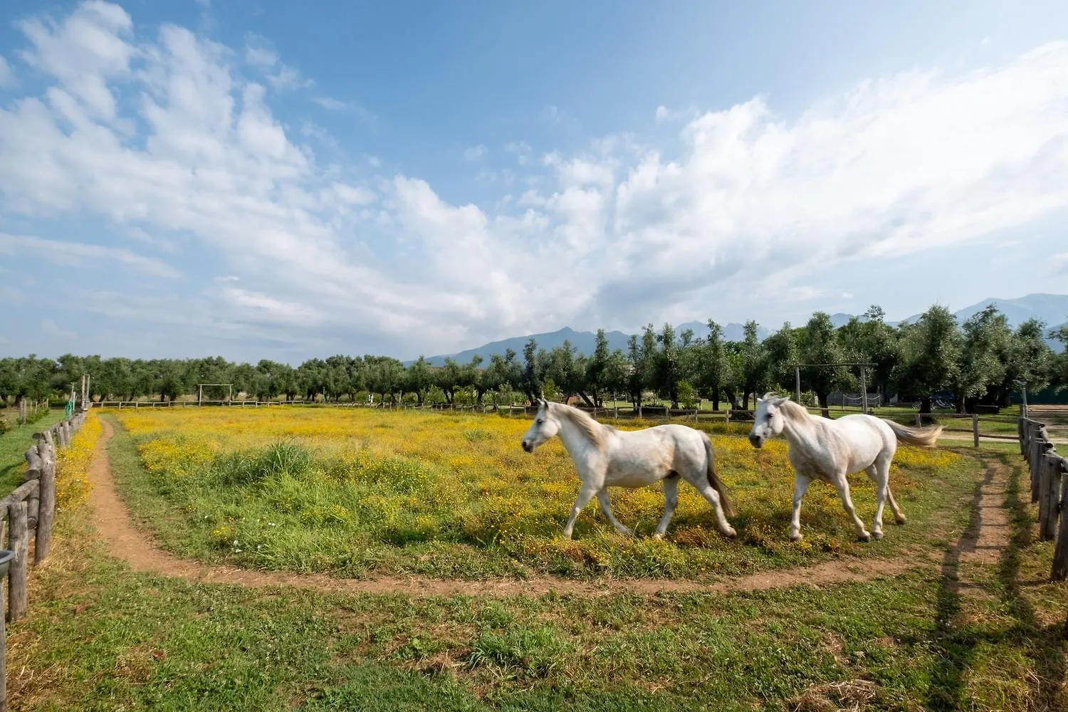 Olimagio Farm Stay With Animals And 25M Pool, Beach At Cycling Distance Pietrasanta